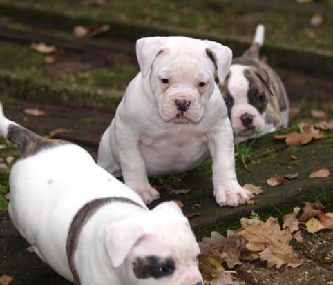 Darkenwald american bulldog